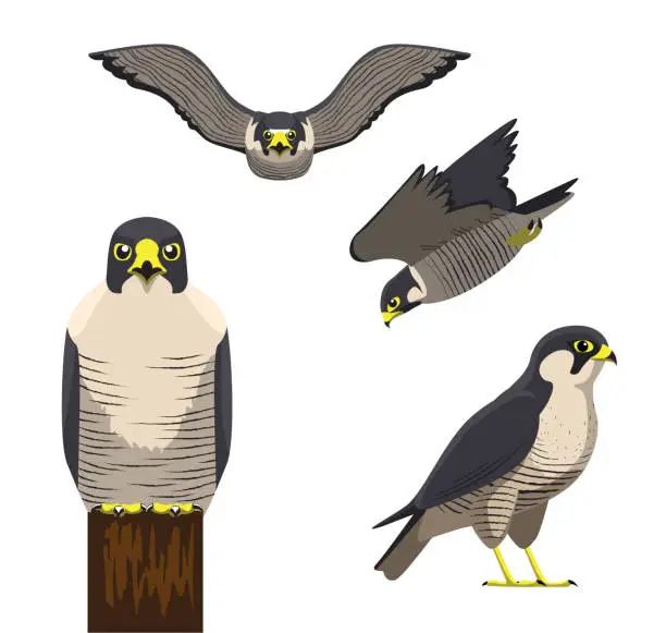 Vector illustration of Bird Peregrine Cartoon Vector Illustration