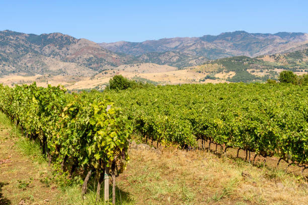 istock vineyard in sicily, italy 857916190