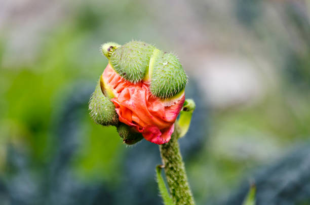 Poppy bud