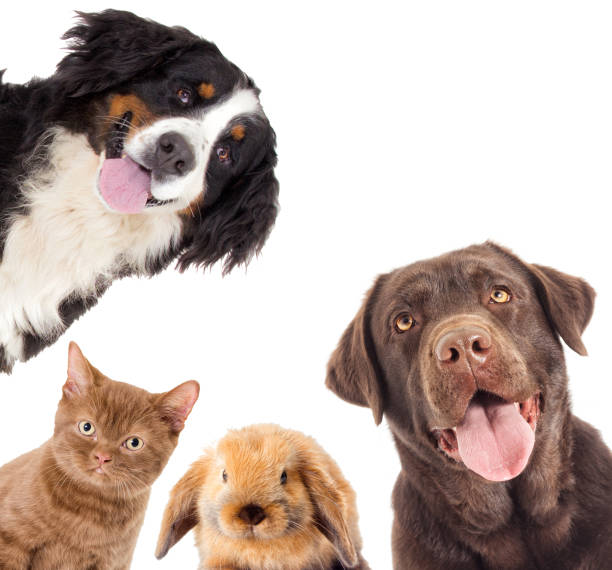 istock Portrait Brown labrador dog And a kitten And rabbit 857916774