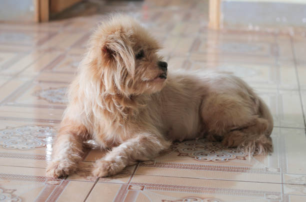 istock Nice dog, pet of people 857920048