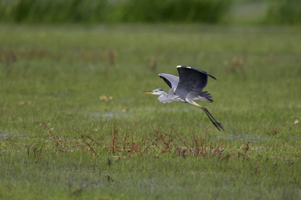 istock The Grey heron (Ardea cinerea) taking off from a grassfield 857922772