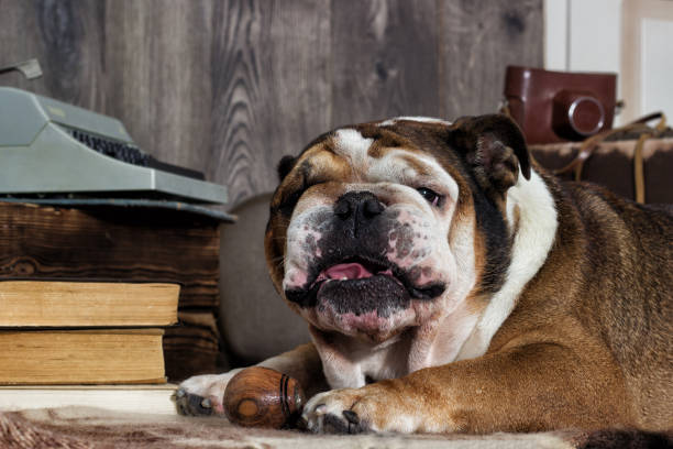 istock english bulldog retro style 857923286