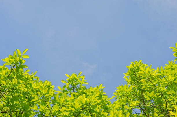 istock natural green leaves with blue sky background. 857923332