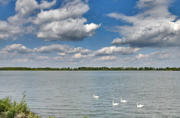 bando de cisnes flutua pela beira da água, sob o céu nublado - water surface standing water waters edge water - fotografias e filmes do acervo