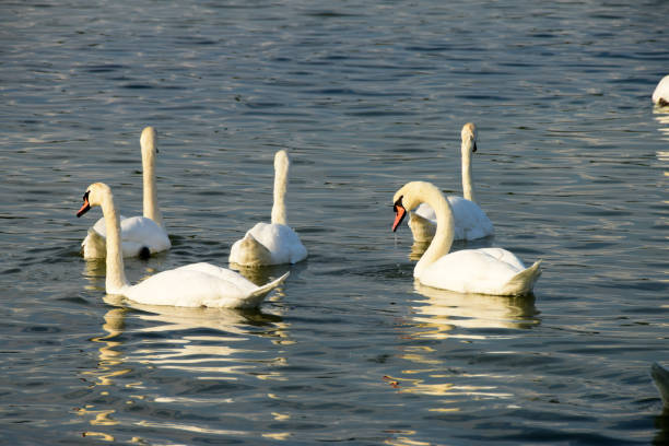 bando de cisnes flutua pela beira da água - water surface standing water waters edge water - fotografias e filmes do acervo