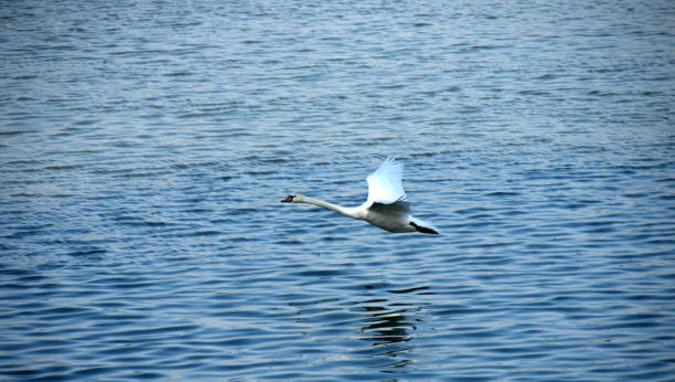 istock The swan flies up from the water surface 857923442