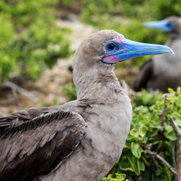 istock RED FOOTED BOOBY ON BARTOLOME ISLAND - GALAPAGOS, ECUADOR 857923500