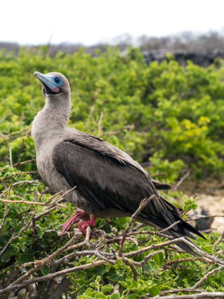 istock RED FOOTED BOOBY ON BARTOLOME ISLAND - GALAPAGOS, ECUADOR 857923678