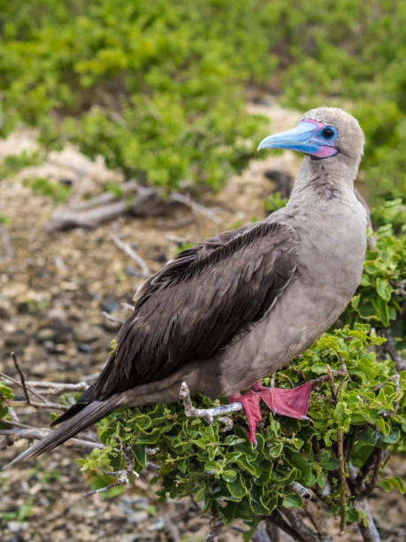 istock RED FOOTED BOOBY ON BARTOLOME ISLAND - GALAPAGOS, ECUADOR 857923696