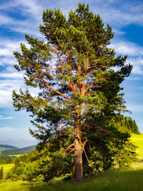 istock Pine at sunset in summer. Pieniny Mountains, Poland. 857923700