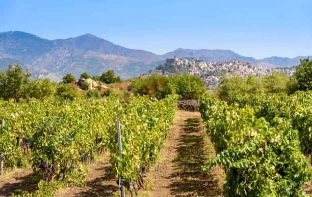 vignoble sur le mont etna, sicile, italie - sicily photos et images de collection
