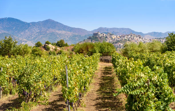 vigneto sull'etna, sicilia, italia - sicilia foto e immagini stock