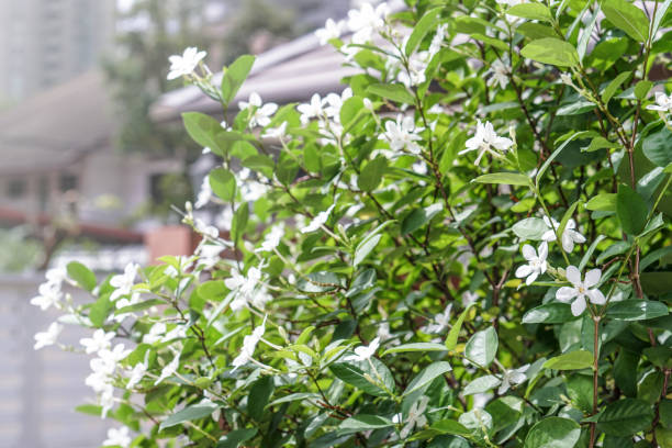 istock white pud flower blue sky sun light morning 857924082