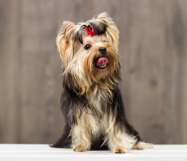 istock yorkshire terrier dog on a wooden background 857924268