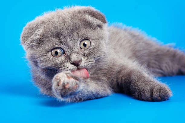 istock A kitten scottish fold licking his paw against a blue background 857928618