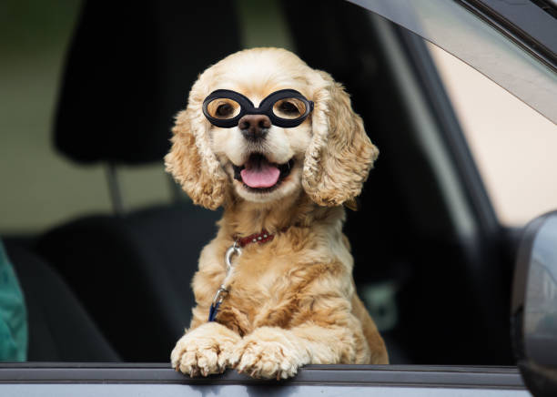 istock dog peeking out of a car window 857931532