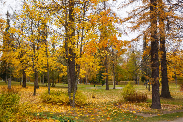 istock autumn trees in park yellow lives 857931800