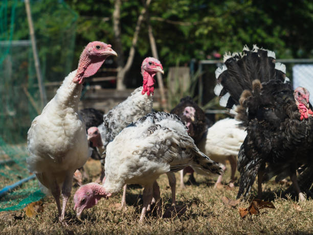 istock Young turkeys looking for food in grassland 857932374