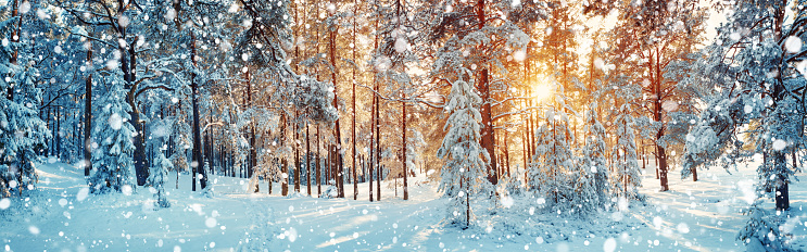 Pine trees covered with snow on frosty evening. Beautiful winter panorama at snowfall