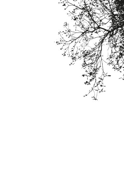 istock Black Branches of trees on white background 857932692