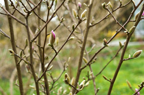 istock Magnolia, flower, Bush, tree, branch, spring, bloom 857932772