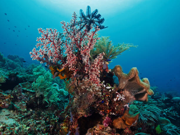 istock Different corals in the tropical sea 857933608
