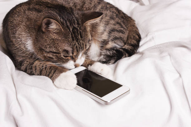 istock cat looks into the phone 857933670
