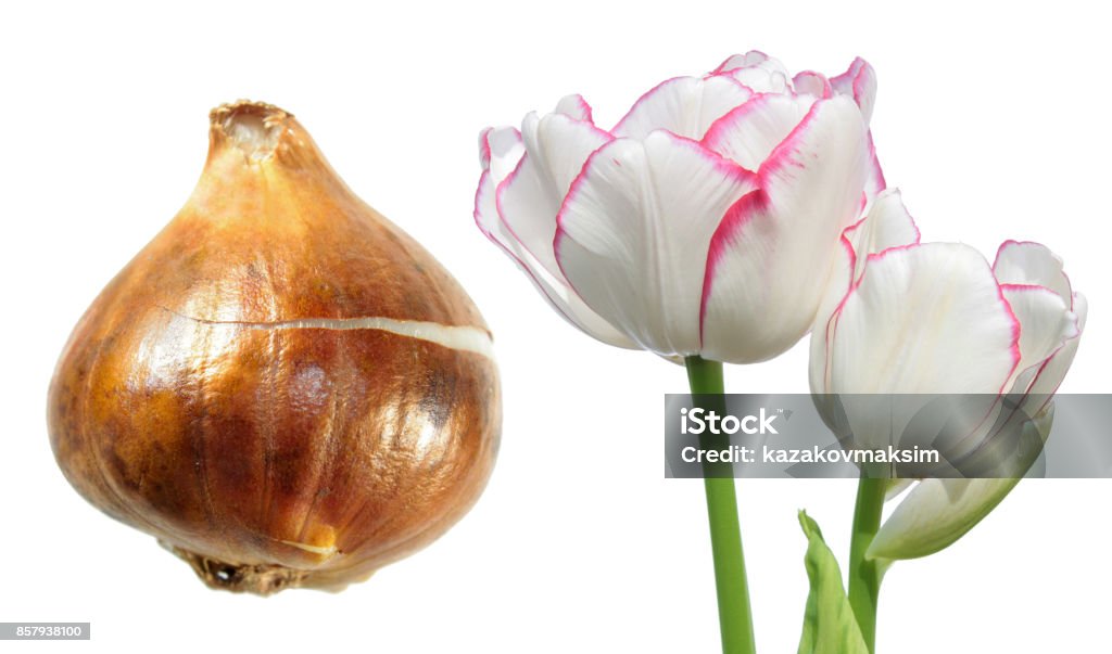 Photo libre de droit de Tulipe Blanche Multiflowering Avec Bulbe De Tulipe  Isolé Sur Fond Blanc banque d'images et plus d'images libres de droit de  Arbre en fleurs - iStock