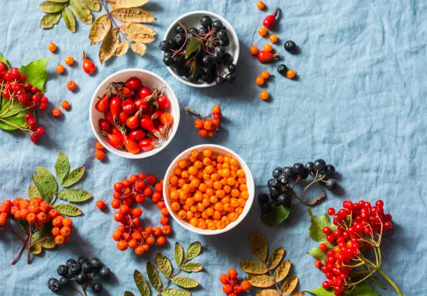 Photo of Forest autumn berries - sea buckthorn, ashbery, viburnum, rose hips on a gray background, top view. Super food ingredients vegetarian healthy concept