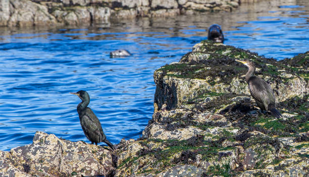 istock European Shag (phalacrocorax aristotelis) on the Farne Islands 857938134
