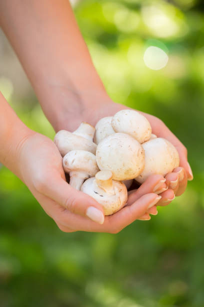 istock Woman holding mushroom. Concept - Simple Life. 857938166