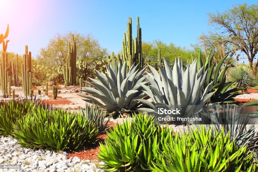 Garden of cacti, agaves and succulents,Tula de Allende, Mexico Garden of cacti, agaves and succulents near to famous archaeological site Tula de Allende, Hidalgo state, Mexico, North America Mexico Stock Photo