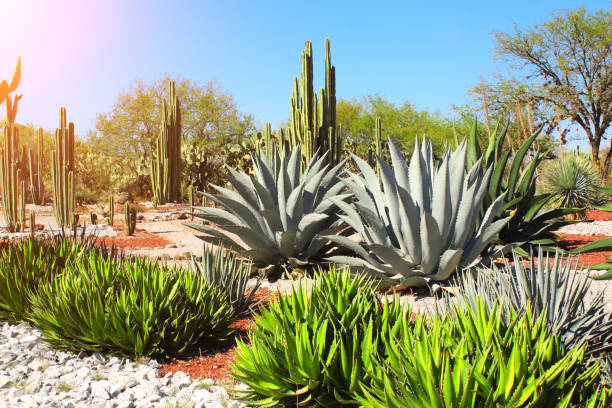 Garden of cacti, agaves and succulents,Tula de Allende, Mexico Garden of cacti, agaves and succulents near to famous archaeological site Tula de Allende, Hidalgo state, Mexico, North America blue agave photos stock pictures, royalty-free photos & images