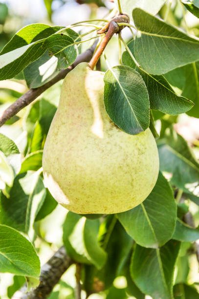 istock Pear on a branch of a pears tree. Close up. 857940396