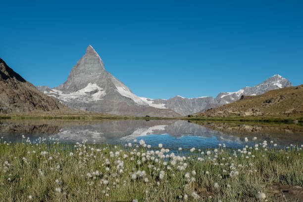 istock Cotton grass and Matterhorn reflected in Lake  Riffelsee 857944302