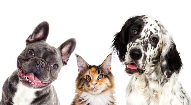 istock Dog and cat portrait 857945014