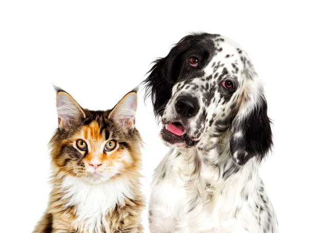 istock Dog and cat portrait 857946686