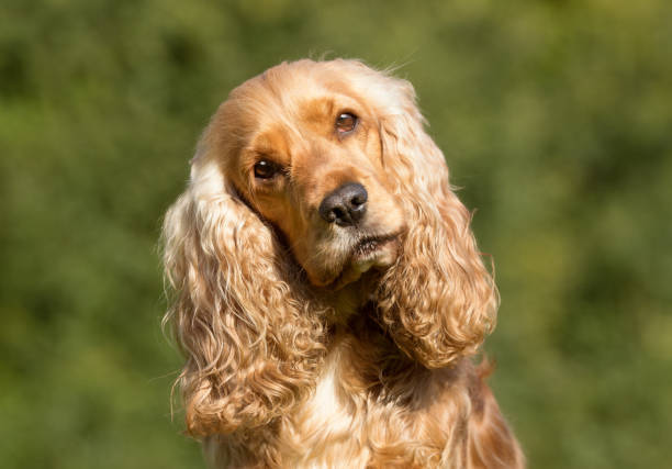 Cocker spaniel dog Healthy purebred dog photographed outdoors in the nature on a sunny day. cocker spaniel stock pictures, royalty-free photos & images