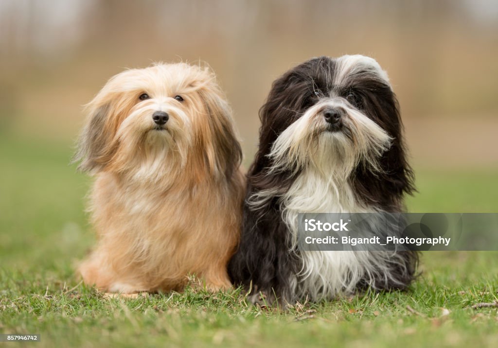 Bichon Havanese dogs Healthy purebred dog photographed outdoors in the nature on a sunny day. Havanese Stock Photo