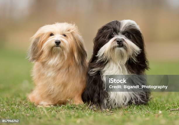Bichon Havanese Dogs Stock Photo - Download Image Now - Havanese, Dog, Adult