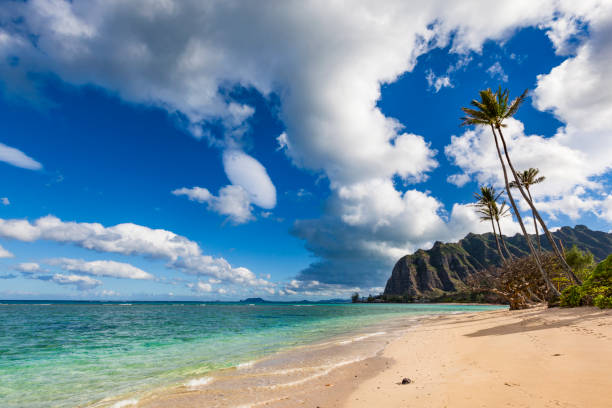 istock lonely beach at oahu island, hawaii islands 857947276