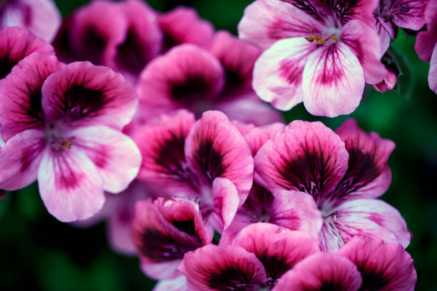 geranium flowers - geranium imagens e fotografias de stock