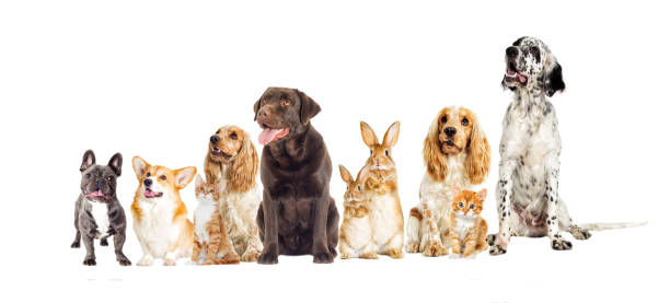 istock dog and kitten on a white background 857947892