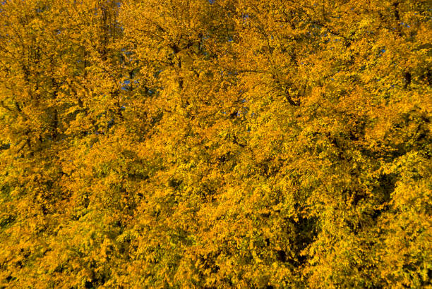 Autumn Autumn birch gold group reviews complaints stock pictures, royalty-free photos & images