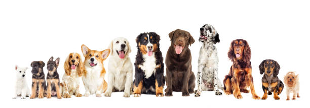 istock Set of dogs on white background looking 857948220
