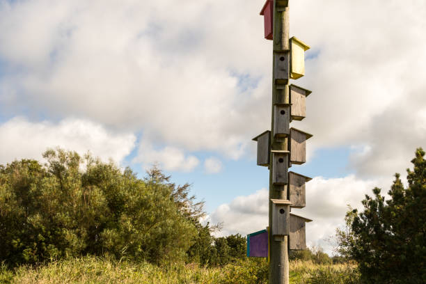 istock Many wooden boxes for birds hanging on an electricity pole 857950786