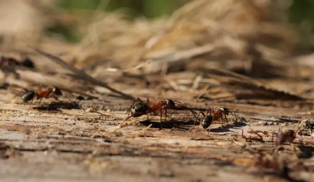 Photo of red wood ants macro