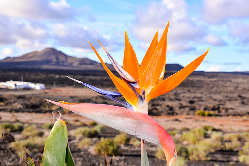 Spanish Bird of Paradise Plant in Full Seasonal Bloom Lanzarote Canary Islands Spain