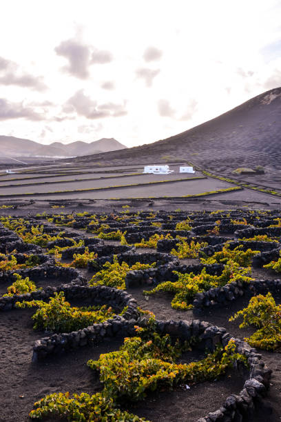 vineyards in la geria lanzarote - alb imagens e fotografias de stock